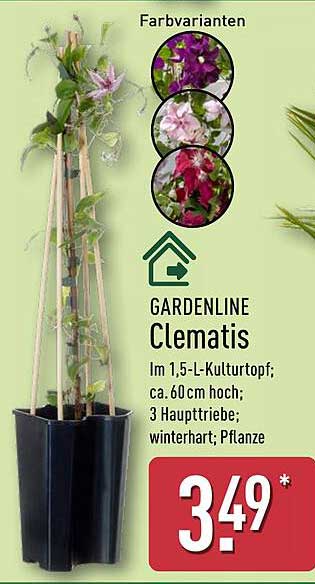 GARDENLINE Clematis im 1,5-L-Kulturtopf (ca. 60 cm hoch)