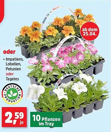 10 Pflanzen im Tray: Impatiens, Lobelien, Petunien oder Tagetes - nur 2,59 € je Tray