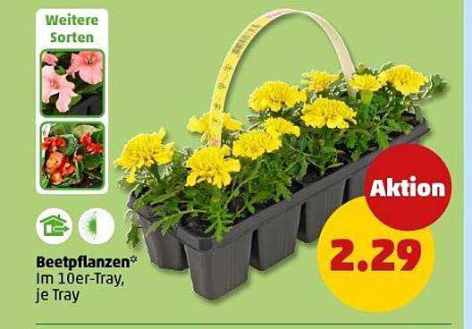 Beetpflanzen im 10er-Tray, je Tray