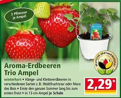 Aroma-Erdbeeren Trio Ampel